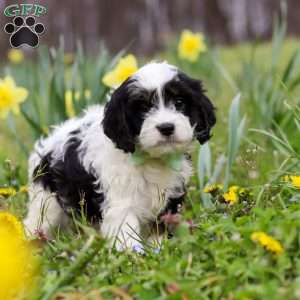 Nacho, Cavapoo Puppy